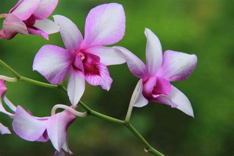 The Fascinating Lore of Cherry Magic Orchids: Myths and Legends
